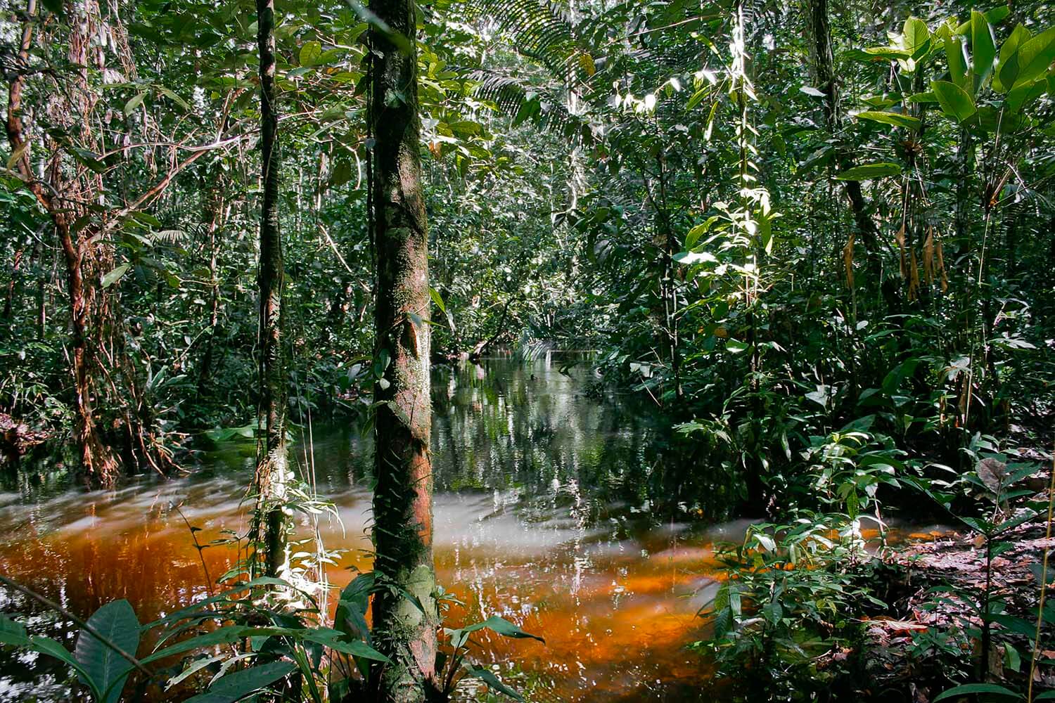 AMAZONAS 28_selva galeria_MG_3354.jpg